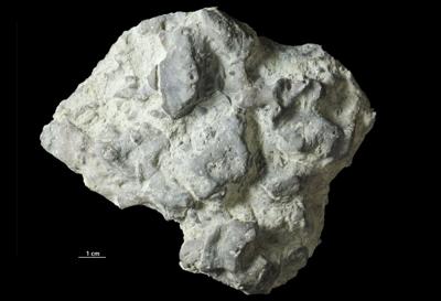 <i></i><br />Päärdu outcrop,  m, Adavere Stage