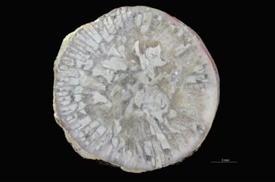 <i></i><br />Hosholm shore,  m, Pirgu Stage