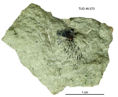 https://files.geocollections.info/large/f8/0c/f80c4dfc-fc83-4734-9784-4aaba5be16c1.jpg