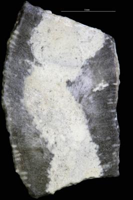 <i>Sanctum isp.</i><br />Tõrremäe,  m, Oandu Stage