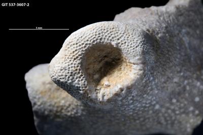 <i>Sanctum isp.</i><br />Anija,  m, Idavere Substage