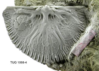 https://files.geocollections.info/large/f8/31/f8316b80-d62b-4754-94a9-70b402fc2690.jpg