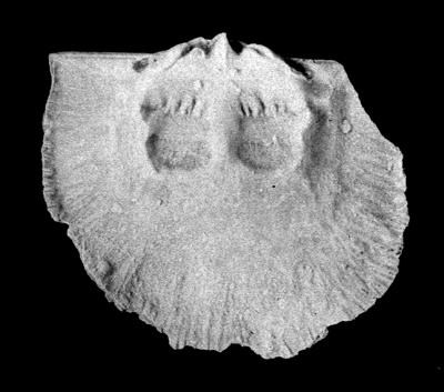 https://files.geocollections.info/large/f8/73/f8736315-d567-40ec-90a6-89f6978a754d.jpg