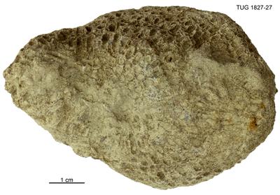 https://files.geocollections.info/large/f8/9c/f89c9399-bb8f-4cf6-9e51-96267ab10e6c.jpg