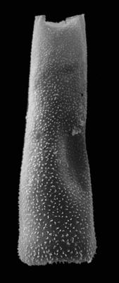 <i><i>Chitinozoa</i> | Belonechitina sp. A Nõlvak et Bauert, 2006</i><br />Kerguta 565 borehole, 178.49 m, Aseri Formation (544-12)