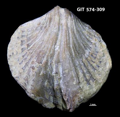 https://files.geocollections.info/large/f8/c9/f8c91e2e-314e-4a25-b531-544f4bd653da.jpg