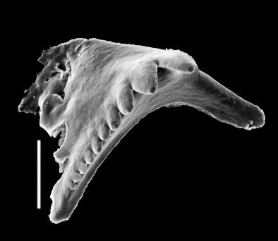 <i>Oenonites sp. B Hints, 2000</i><br />Butkunai 241 borehole, 554.70 m, Pirgu Stage