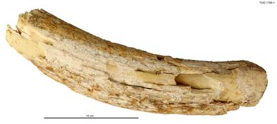 https://files.geocollections.info/large/f9/32/f932e6c6-359b-420e-a7da-b934784128ff.jpg