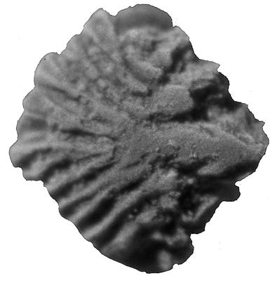 https://files.geocollections.info/large/f9/ab/f9aba6e3-0b64-4b19-88a8-6d27ac70af2e.jpg