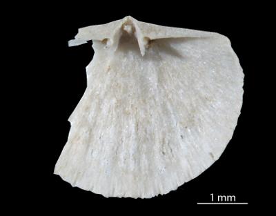 https://files.geocollections.info/large/f9/b1/f9b1a987-48b9-41e9-ae0b-f38e78a30557.jpg