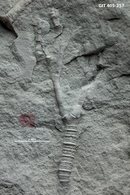 https://files.geocollections.info/large/f9/be/f9be72a7-c9dd-4384-bb0f-fefdfaa2b366.jpg