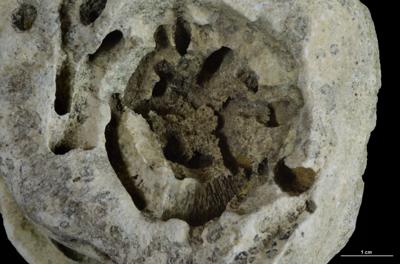 <i></i><br />Hirmuse creek outcrop,  m, Haljala Stage