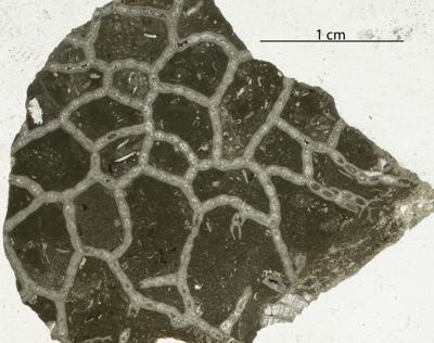 https://files.geocollections.info/large/f9/e8/f9e81a7c-f54c-4a33-87dd-fe3957f351c0.jpg
