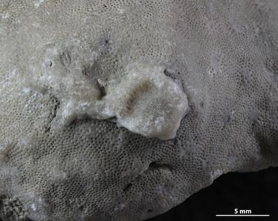 https://files.geocollections.info/large/f9/f4/f9f43ca9-731e-4d50-8b41-17057f073352.jpg