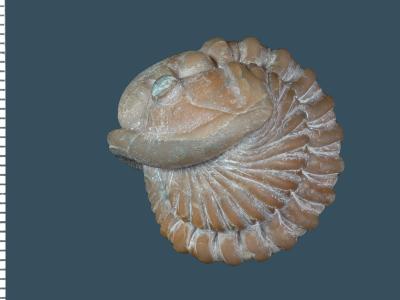 https://files.geocollections.info/large/fa/01/fa01b93b-8243-4c6a-9ab9-cd3a0f75656a.jpg