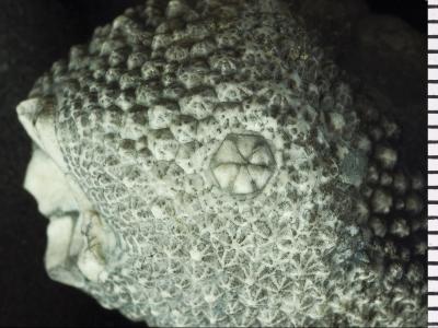 https://files.geocollections.info/large/fa/08/fa08e55d-2877-4ff1-9bfe-8e19315026ed.jpg