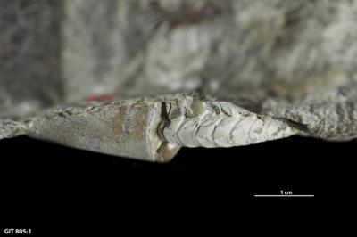 https://files.geocollections.info/large/fa/0b/fa0b5b62-2457-46a0-a870-21d7e355e13a.jpg