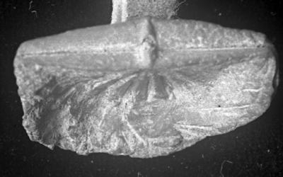https://files.geocollections.info/large/fa/29/fa298075-dfeb-4594-a937-ba8a508aeb87.jpg