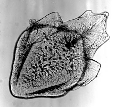 https://files.geocollections.info/large/fa/3a/fa3aeb68-0186-42e9-bdbc-7d3e2b58a923.jpg