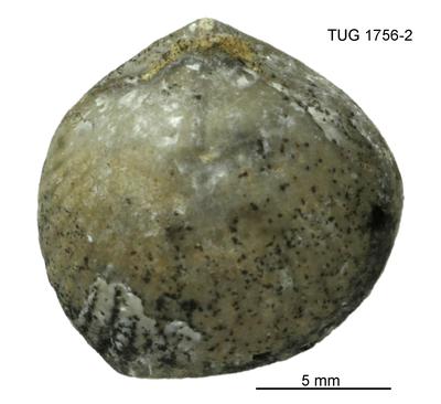 https://files.geocollections.info/large/fa/62/fa62fe24-5595-45e8-9b48-4afd0159641f.jpg