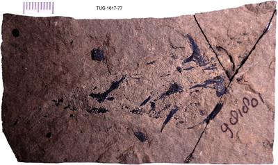 https://files.geocollections.info/large/fa/8f/fa8f2e31-5a97-4a62-bf35-75b26141f029.jpg