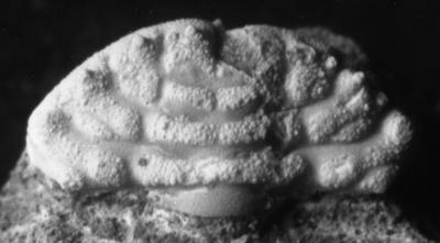 https://files.geocollections.info/large/fa/a9/faa90233-404f-4ceb-8e87-0e8c2d3658bf.jpg