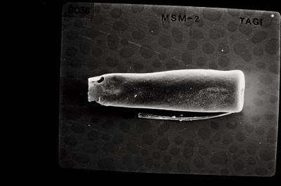 <i><i>Conochitina</i> | Conochitina sp.</i><br />Ohesaare borehole, 181.45 m, Jaagarahu Stage (754-642)