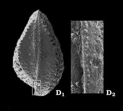 https://files.geocollections.info/large/fa/d7/fad7edbd-b70b-49ff-8318-183f00dbc6c9.jpg
