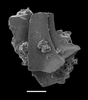 https://files.geocollections.info/large/fa/de/fadee657-abd3-4c69-b5f2-14a6a44cf46b.jpg