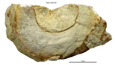 https://files.geocollections.info/large/fa/f5/faf5fb89-e46a-4676-9747-415e2e566ebe.jpg