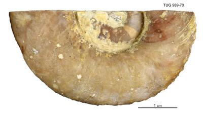 https://files.geocollections.info/large/fb/0c/fb0c44a1-f4e0-4ce0-bc98-be468d8d9314.jpg