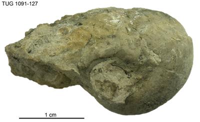https://files.geocollections.info/large/fb/21/fb211422-16d5-497a-9432-b0c8633693a3.jpg