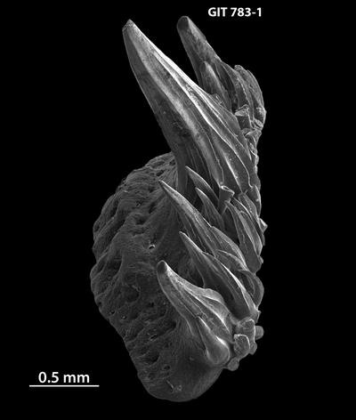 https://files.geocollections.info/large/fb/3e/fb3e9e2a-9f7e-4677-94ae-12c68b9f7739.jpg