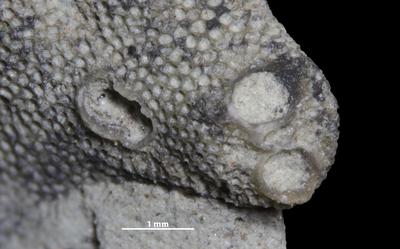 https://files.geocollections.info/large/fb/61/fb6141eb-1277-4442-85e5-e95c06f782b9.jpg