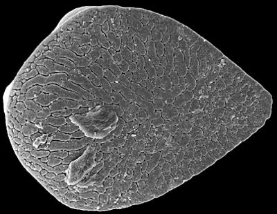 https://files.geocollections.info/large/fb/69/fb69ec79-9d0e-44ad-bedb-d6bdcf45ba09.jpg