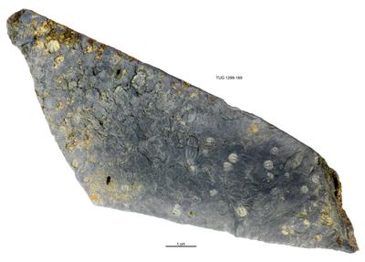 https://files.geocollections.info/large/fb/77/fb7799f7-9c0f-412a-88d3-b99beab7ea87.jpg