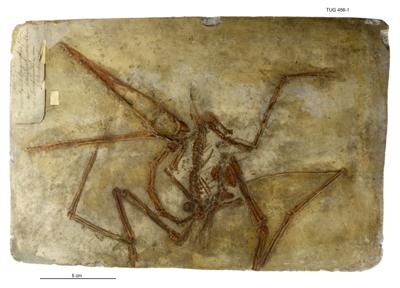 https://files.geocollections.info/large/fb/92/fb92f615-e154-47c7-8794-c595ddaf3bc9.jpg