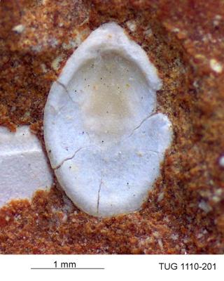 https://files.geocollections.info/large/fb/af/fbaf692c-c838-4e90-bffd-c48f601d2bea.jpg