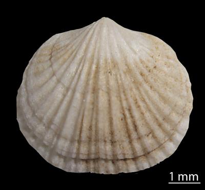 https://files.geocollections.info/large/fb/cd/fbcdeb1c-a684-4b88-8778-727334860a75.jpg