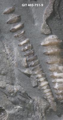 https://files.geocollections.info/large/fc/1a/fc1a46eb-e070-4889-bde6-f0083c73cc4b.jpg