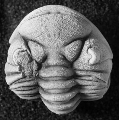 https://files.geocollections.info/large/fc/40/fc40ef2d-aeb2-4587-8921-5aa5616af3f5.jpg