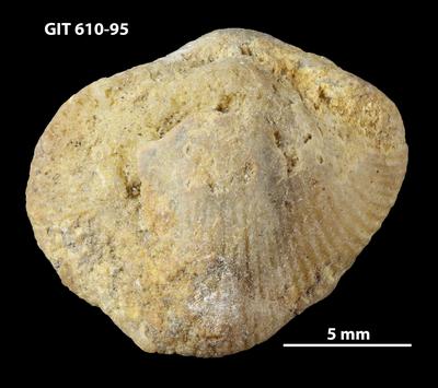 https://files.geocollections.info/large/fc/53/fc533588-a12c-47b7-b725-c1aead2d0dfc.jpg