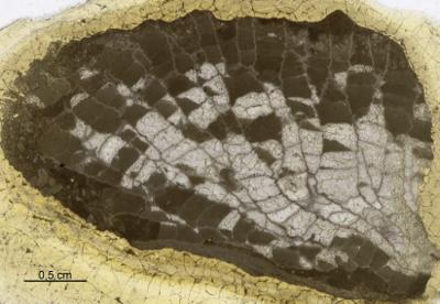 https://files.geocollections.info/large/fc/58/fc587857-3526-4473-ab27-25844c3b2ec4.jpg