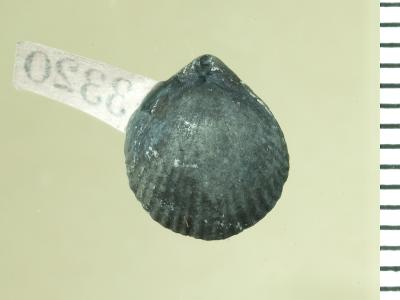 https://files.geocollections.info/large/fc/61/fc61a8b6-a034-45cb-840d-760e7fadece6.jpg