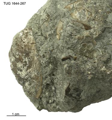 https://files.geocollections.info/large/fc/94/fc946087-1381-4769-813b-f764b5e41a8d.jpg