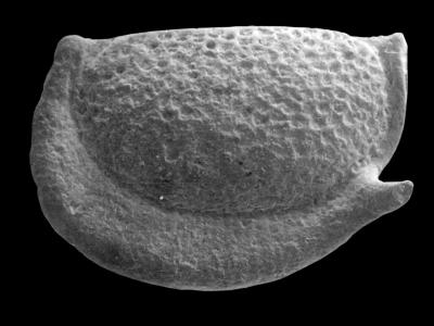 https://files.geocollections.info/large/fc/a4/fca41cb8-d55d-4807-a301-47ef20ced45c.jpg