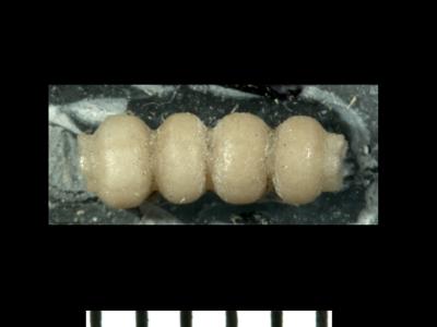 https://files.geocollections.info/large/fc/af/fcaf208e-6058-4850-a9e0-16918106233d.jpg