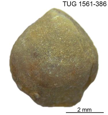 https://files.geocollections.info/large/fc/bd/fcbdf3de-4f74-4940-8f8d-d19b5d927835.jpg