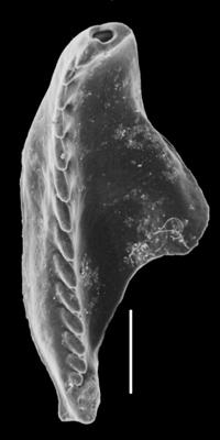 <i>Oenonites varsoviensis (Kielan-Jaworowska, 1966)</i><br />Orjaku borehole, 122.55 m, Rakvere Stage