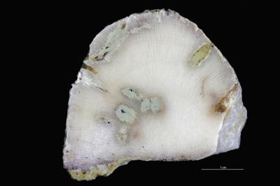 <i>Sanctum isp.</i><br />Aluvere quarry,  m, Haljala Stage